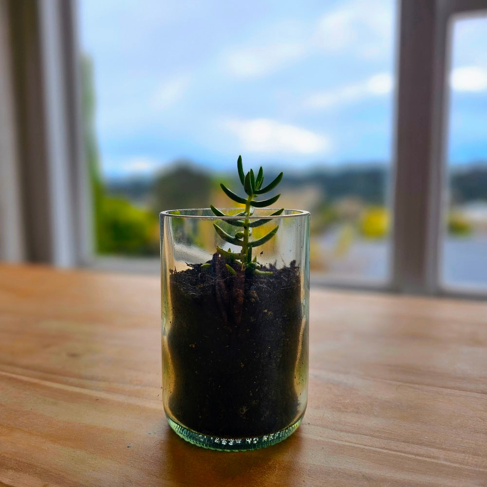 Succulent growing in an upcycled Earth Candles bottle, reused after the candle was finished